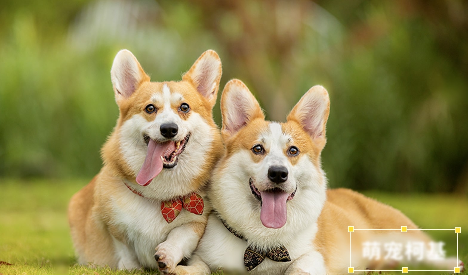 蜜蜂剪辑马赛克功能